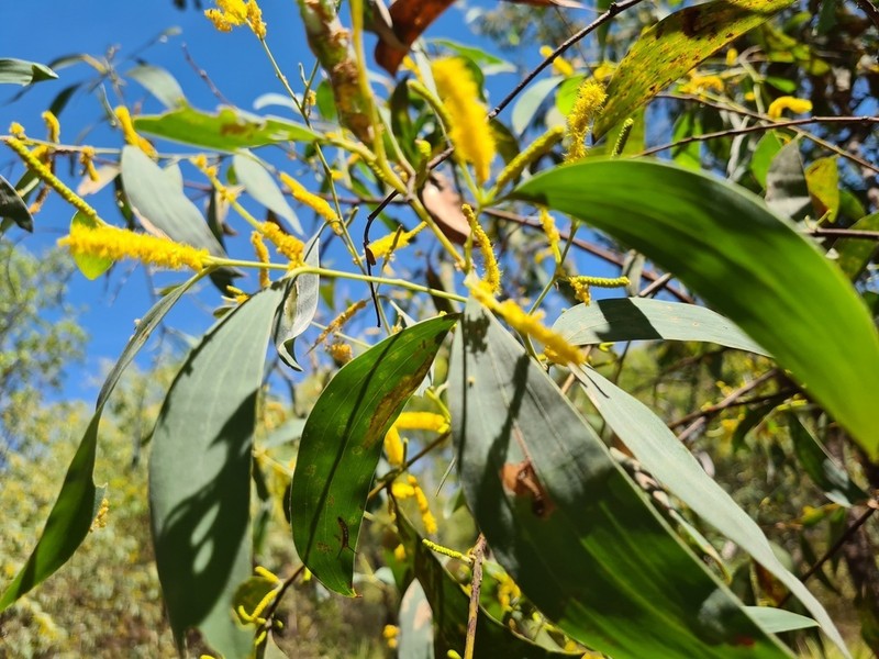 Acacia difficilis photo 3