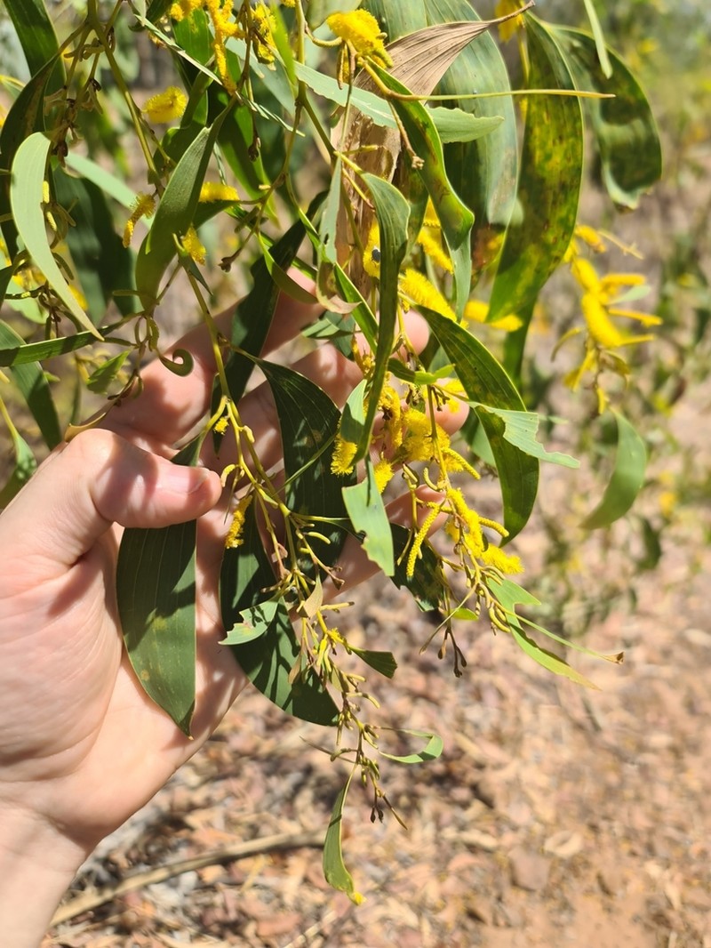 Acacia difficilis photo 4
