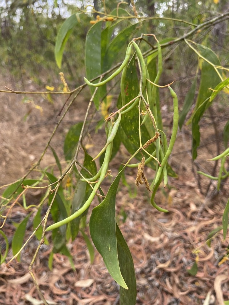 Acacia difficilis photo 5