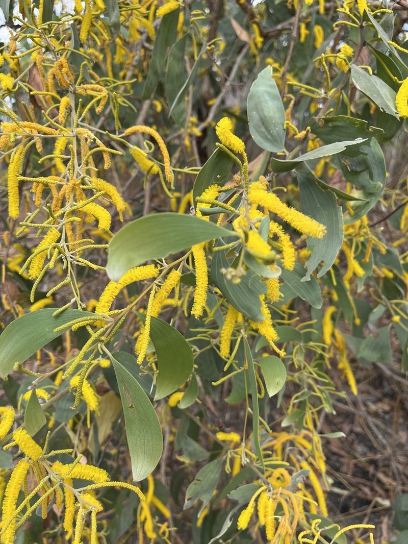 Acacia difficilis photo 6
