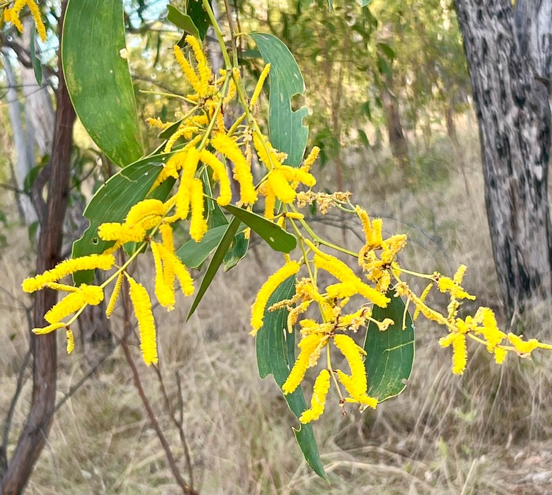 Acacia difficilis photo 7