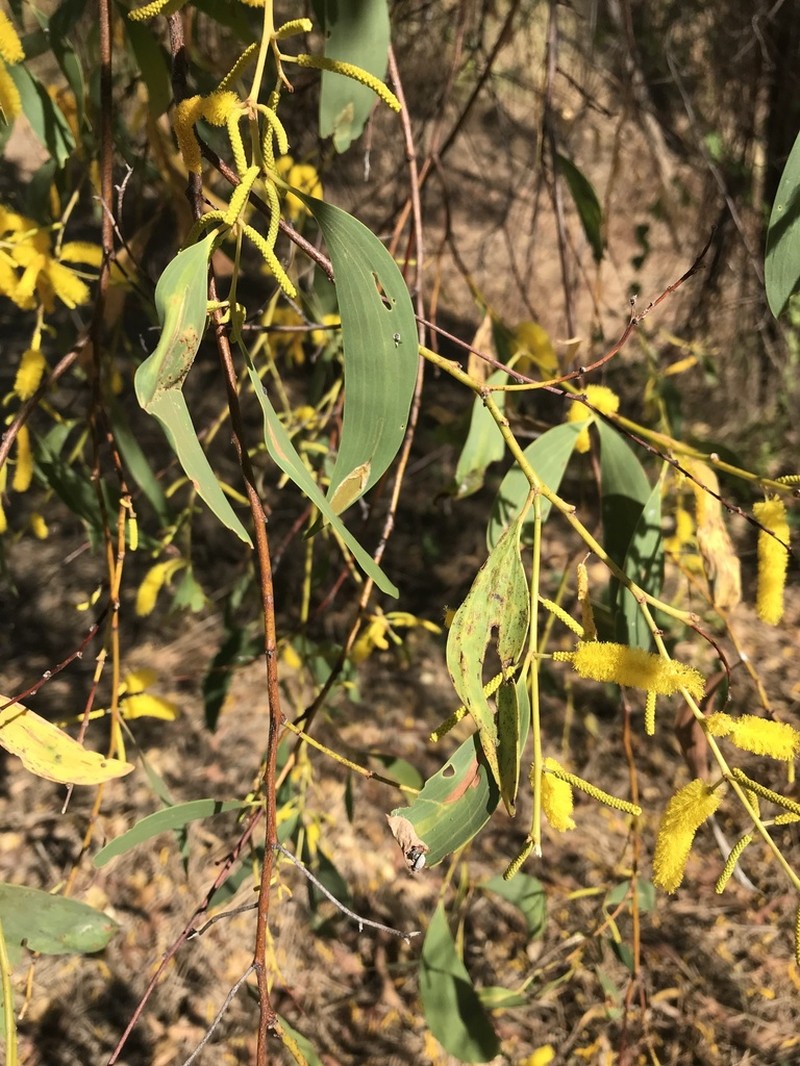 Acacia difficilis photo 8