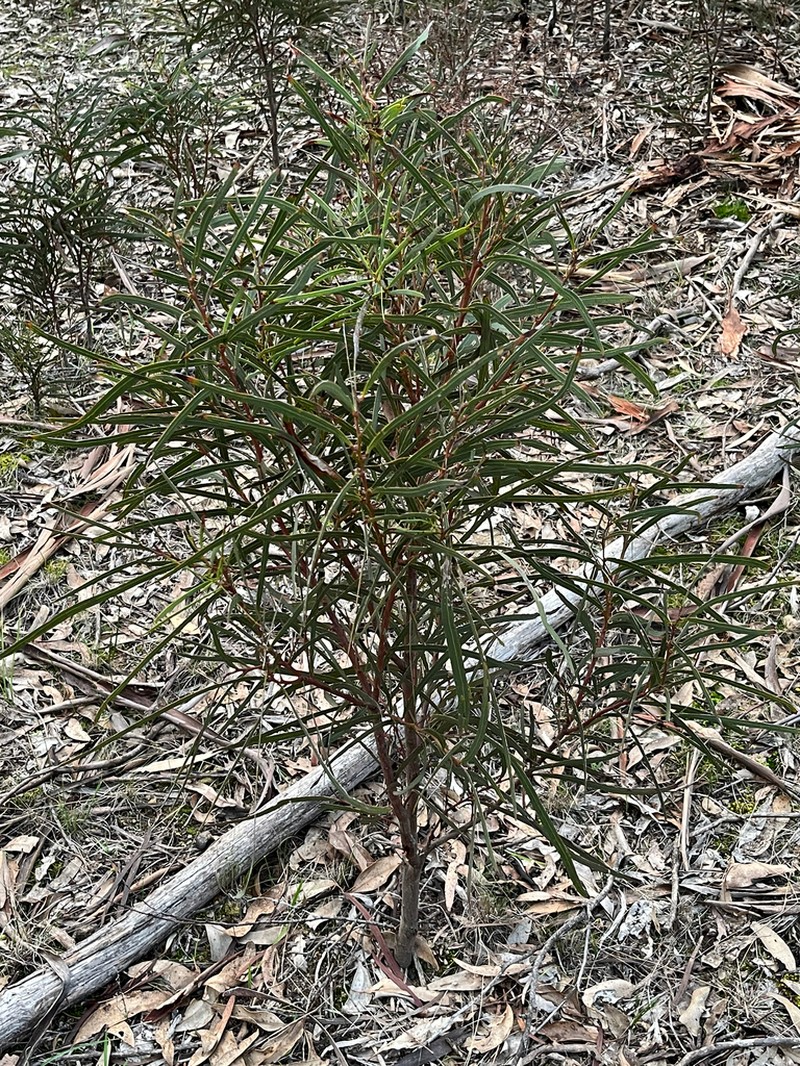 Drooping Wattle photo 3