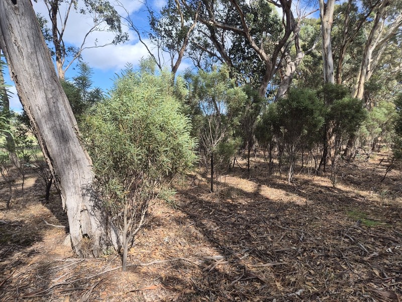 Drooping Wattle photo 4