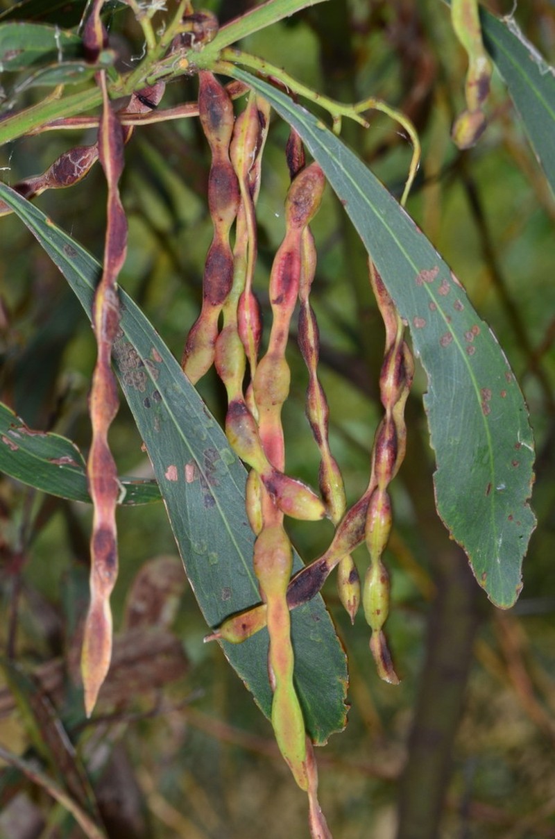 Drooping Wattle photo 5