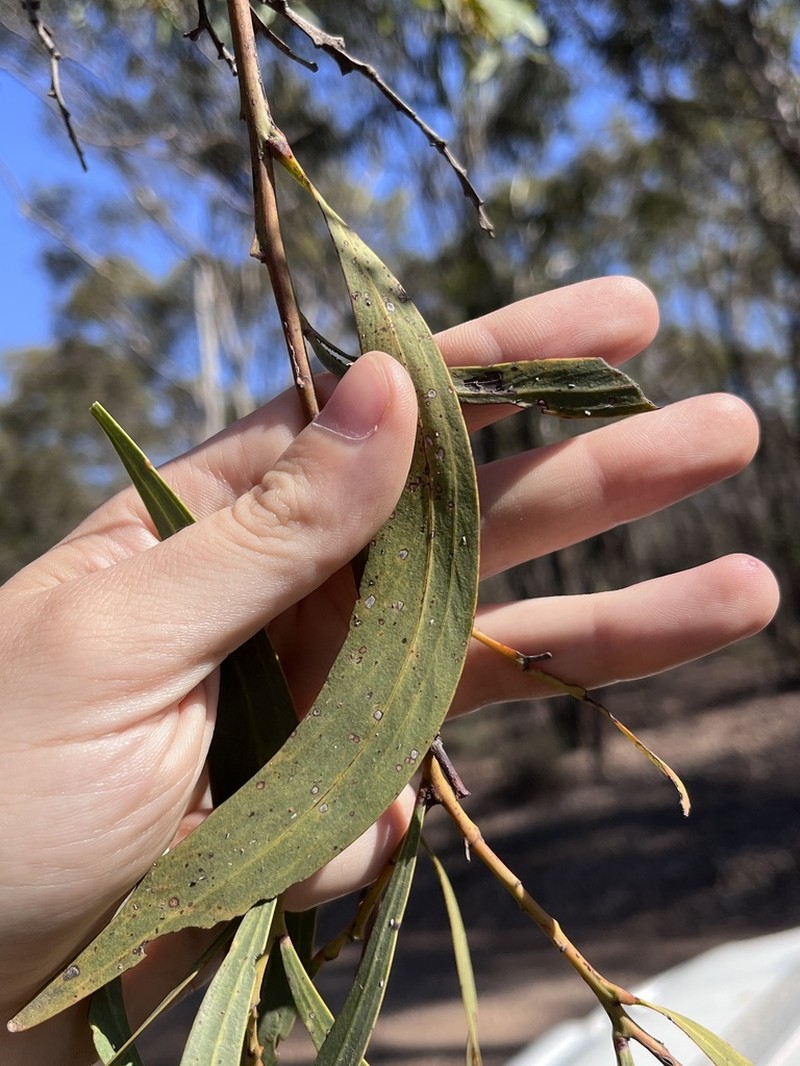 Drooping Wattle photo 6