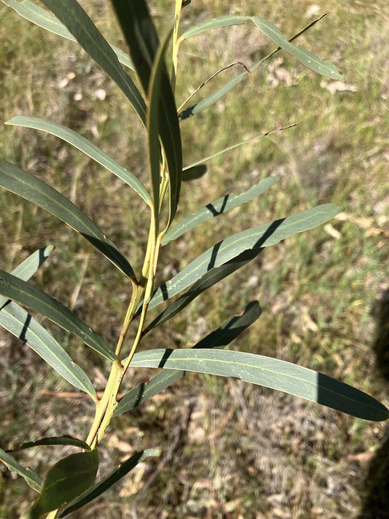Drooping Wattle photo 7