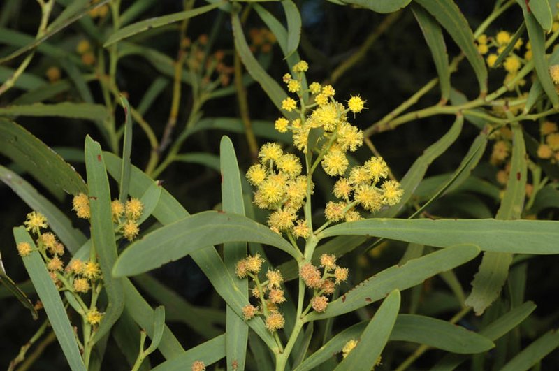 Drooping Wattle photo 2