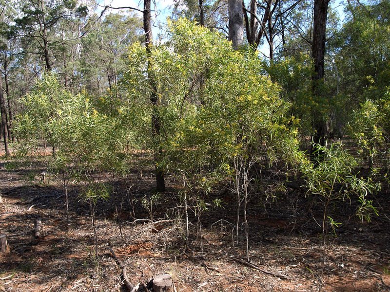 Drooping Wattle