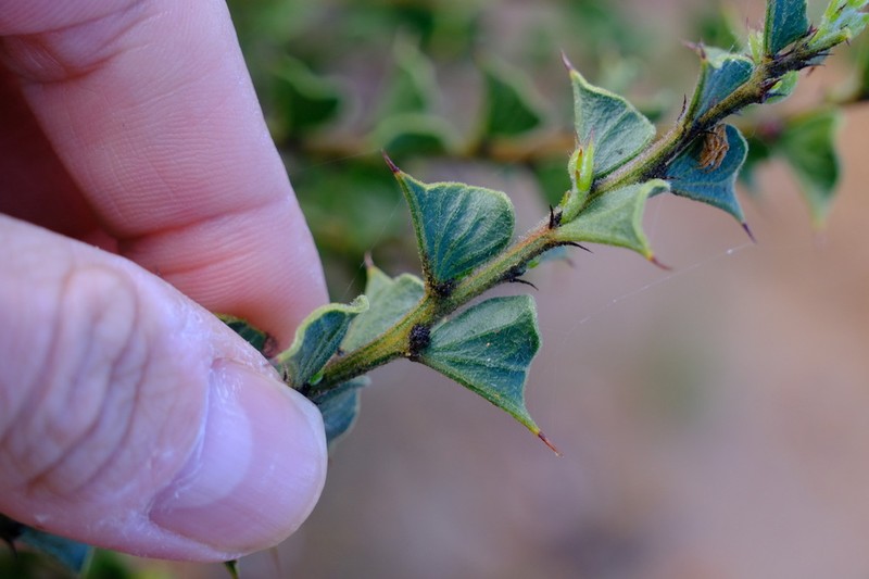 Acacia dilatata photo 2