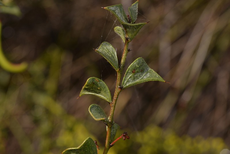 Acacia dilatata photo 3