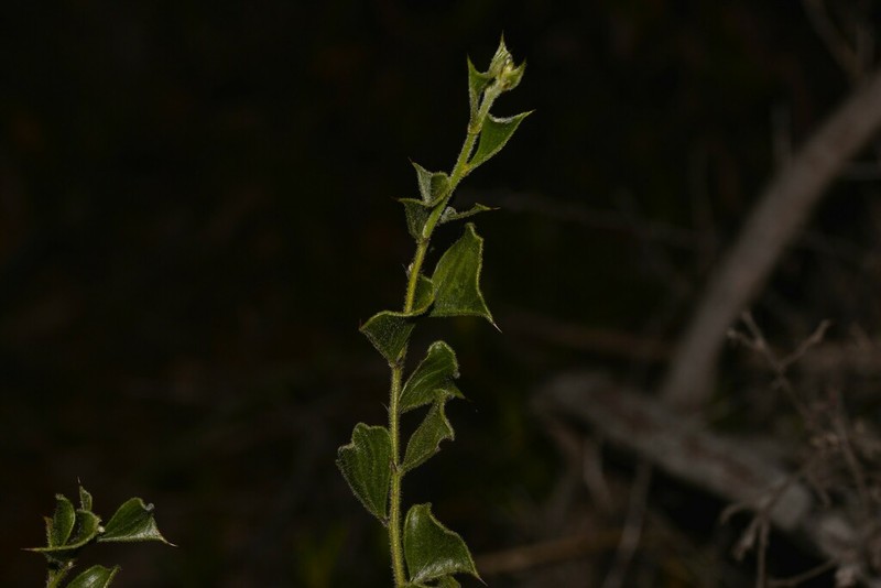 Acacia dilatata photo 5