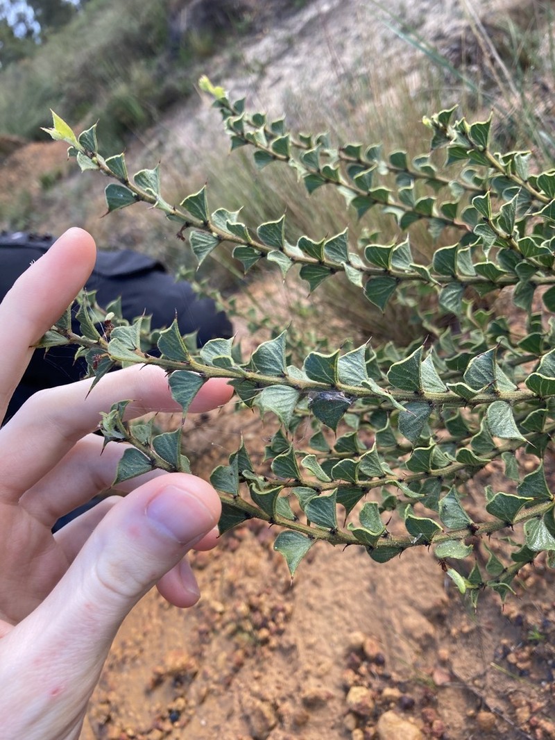 Acacia dilatata photo 6