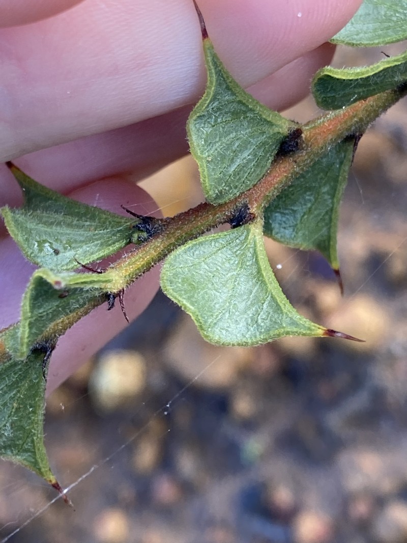 Acacia dilatata photo 7