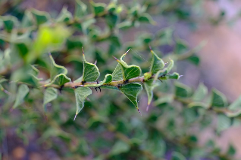 Acacia dilatata photo 8