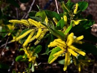 Acacia dimidiata