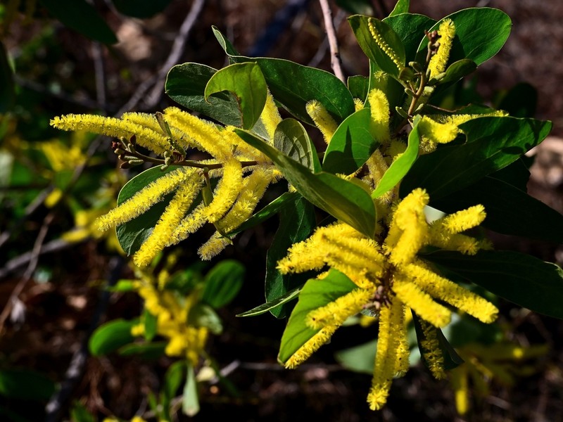 Acacia dimidiata