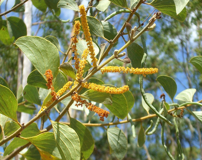 Acacia dimidiata photo 3
