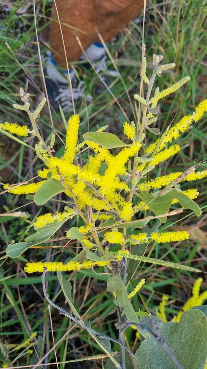 Acacia dimidiata photo 4