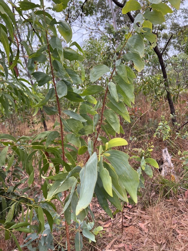 Acacia dimidiata photo 5