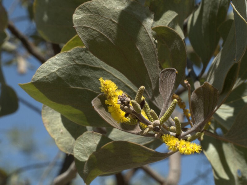 Acacia dimidiata photo 7