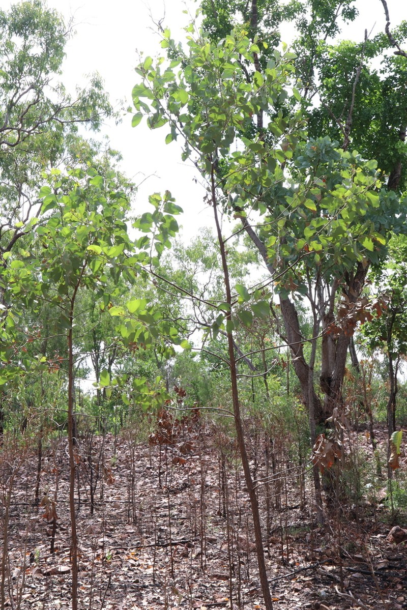 Acacia dimidiata photo 8