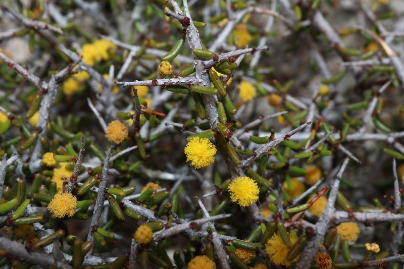 Acacia diminuta