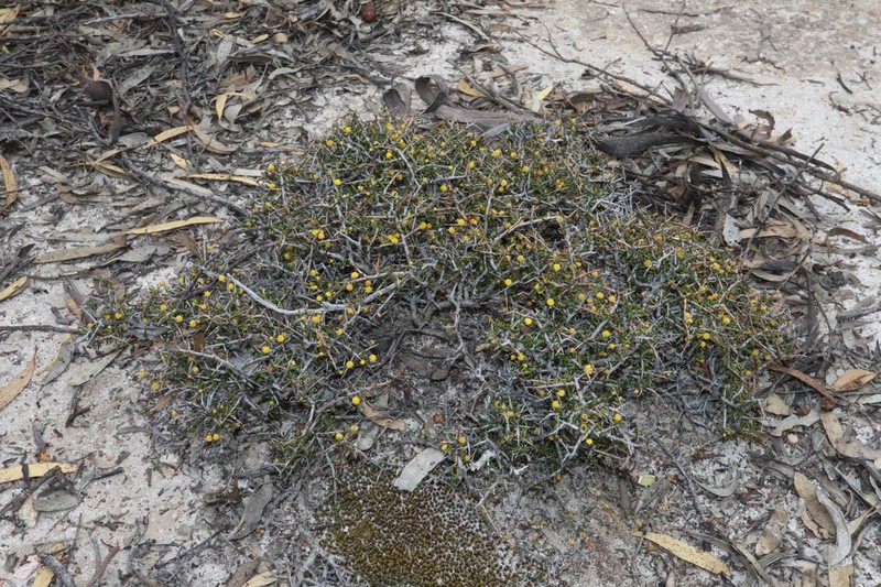 Acacia diminuta photo 4