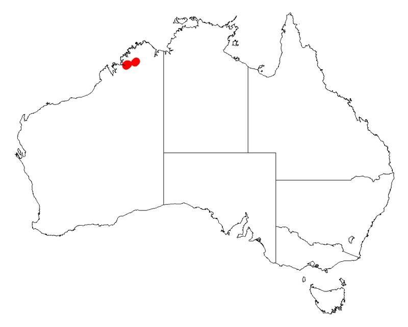 Acacia dimorpha