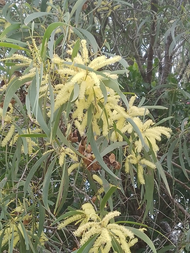 Acacia disparrima