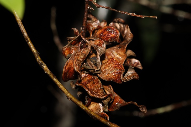 Acacia disparrima photo 2