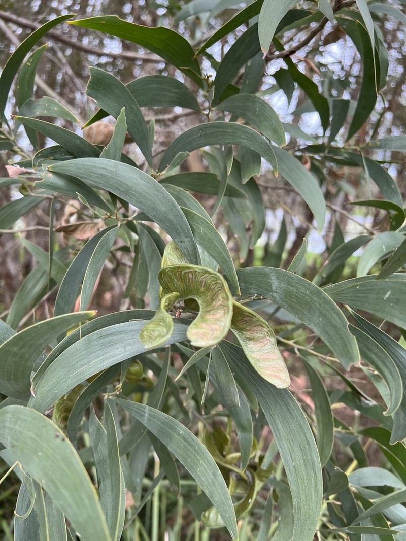 Acacia disparrima photo 3