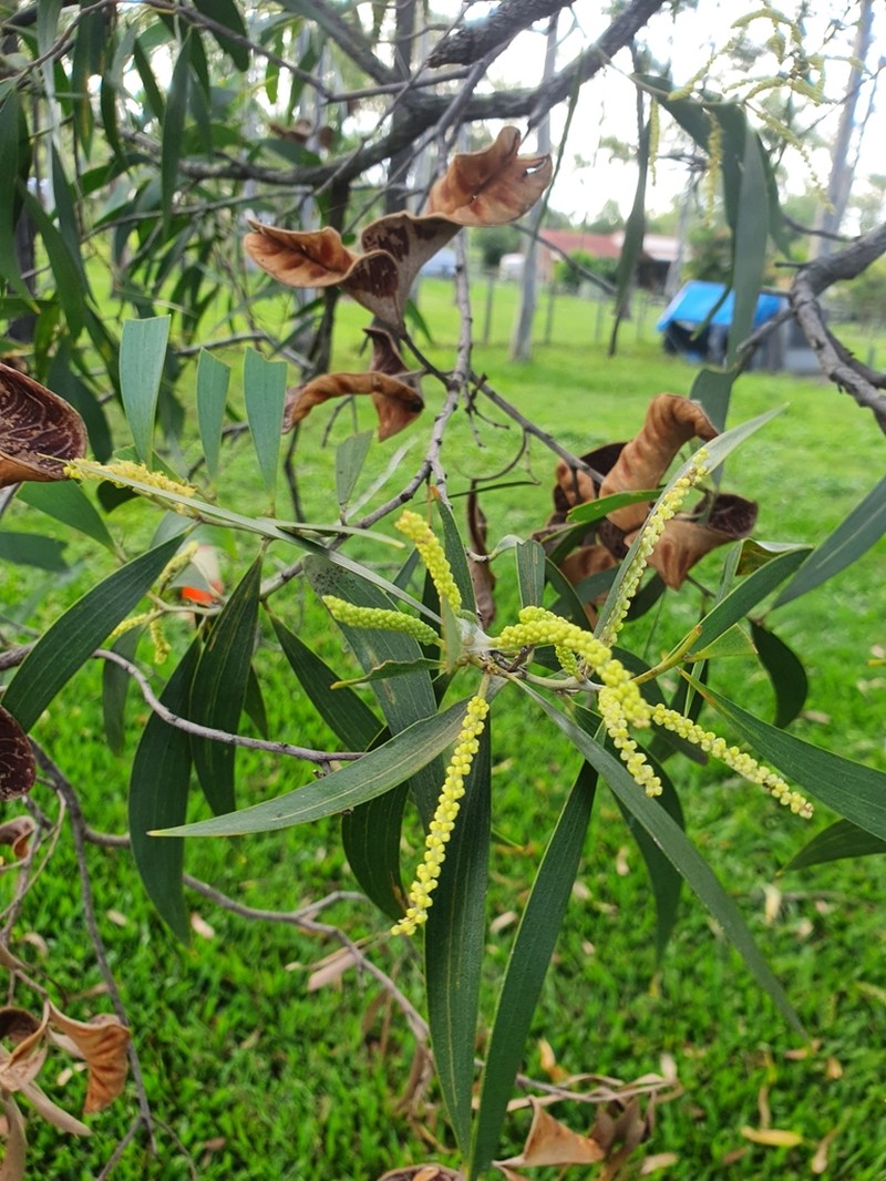 Acacia disparrima photo 4