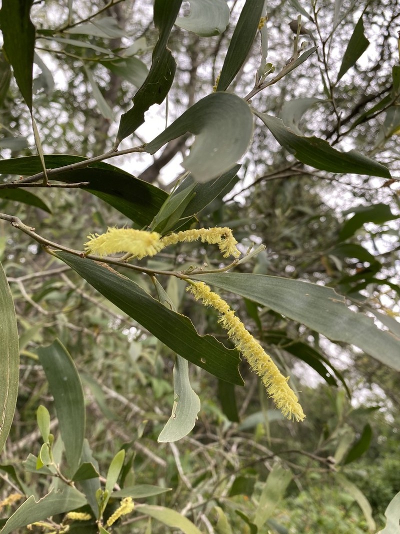 Acacia disparrima photo 5