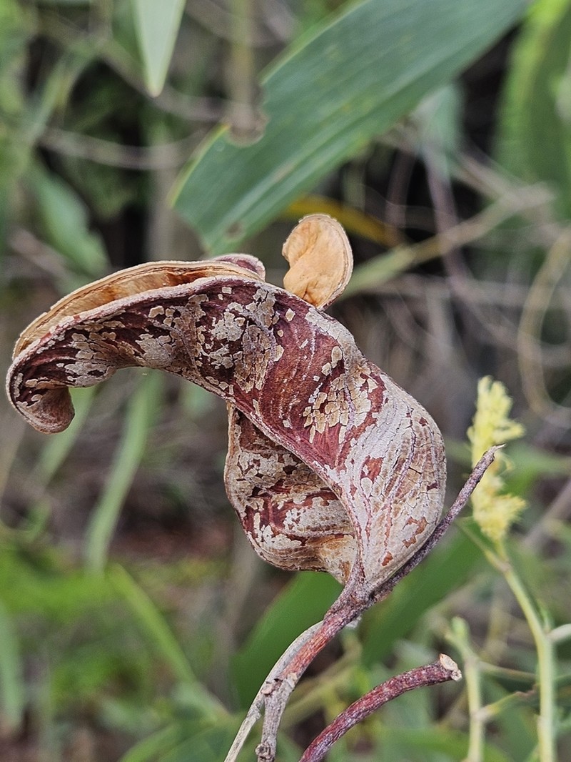 Acacia disparrima photo 6