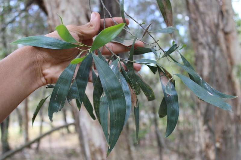 Acacia disparrima photo 7
