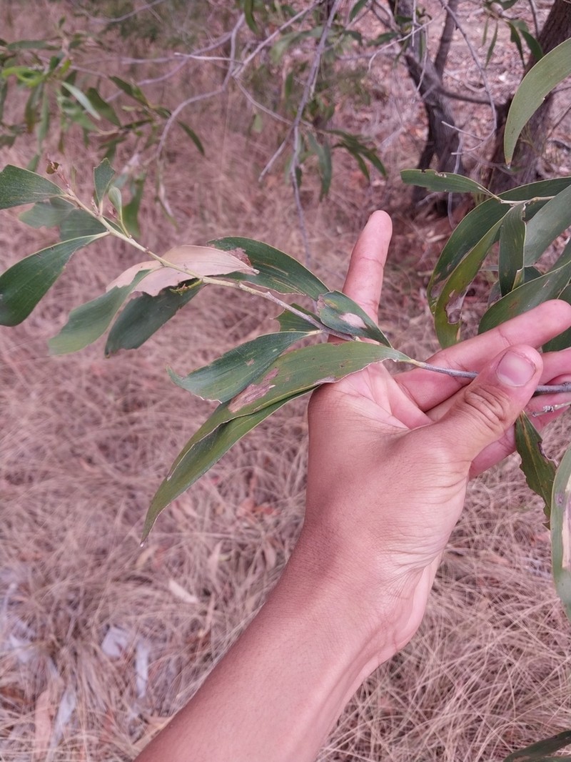 Acacia disparrima photo 8
