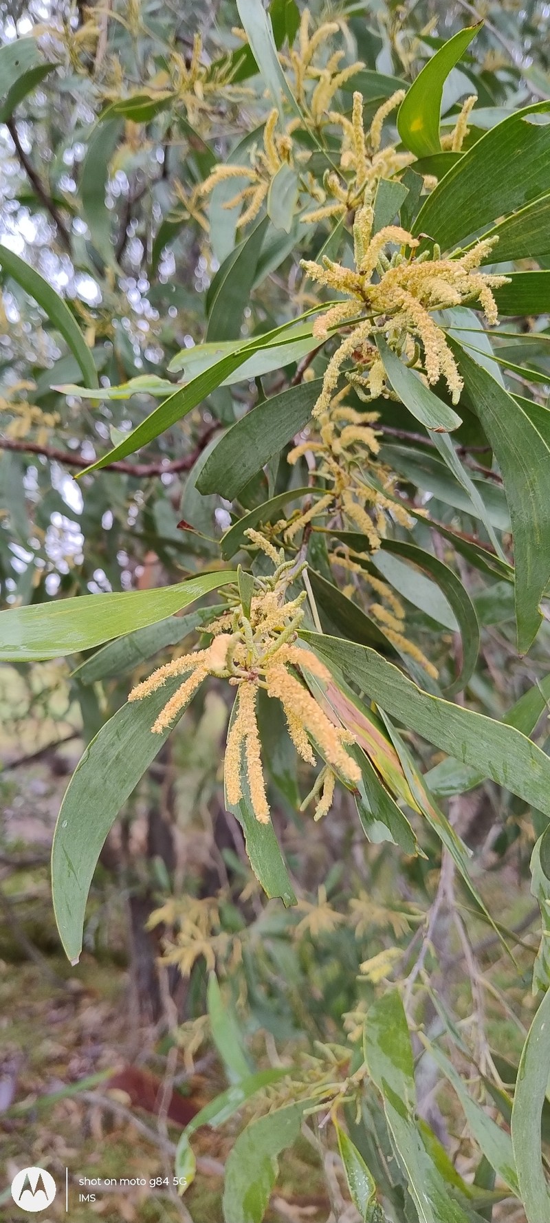 Acacia disparrima subsp. disparrima
