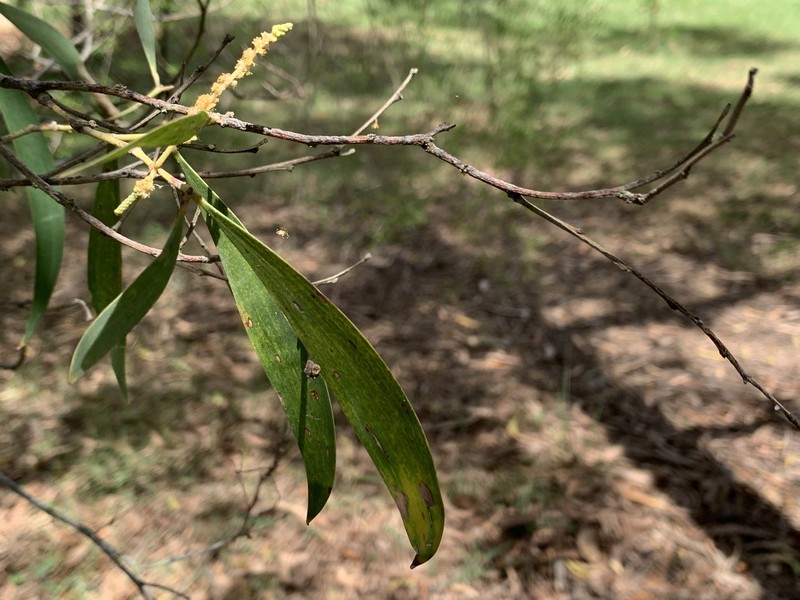Acacia disparrima subsp. disparrima photo 5