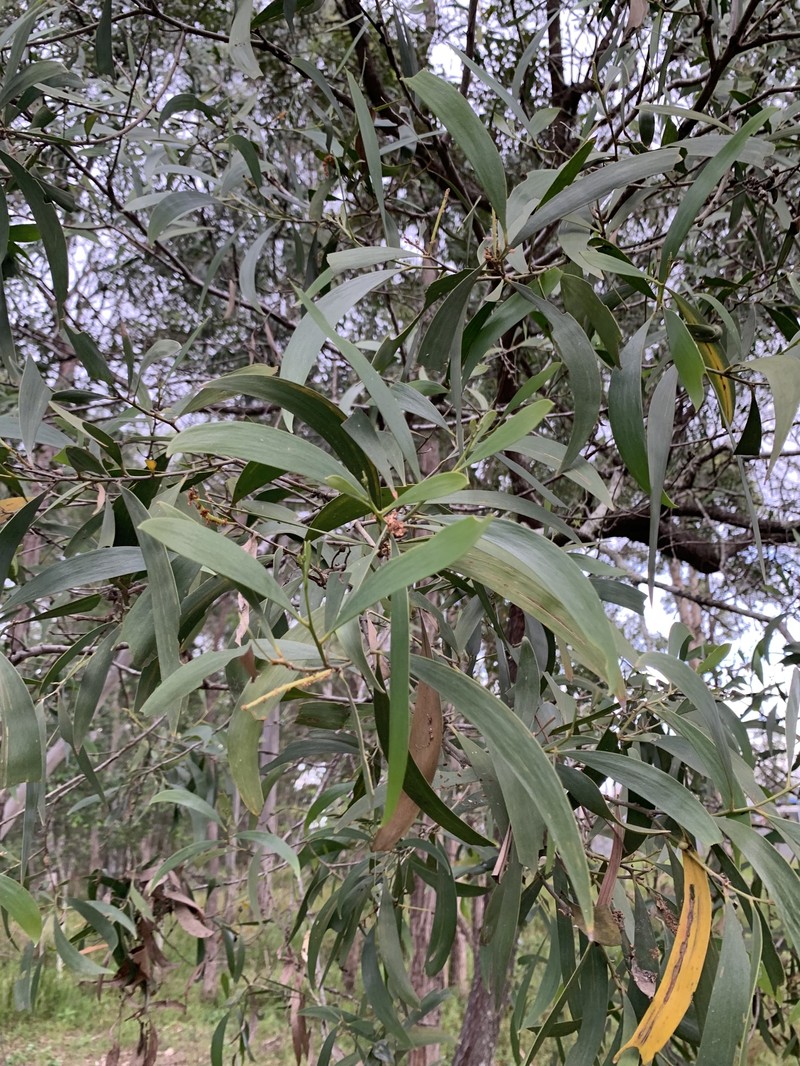 Acacia disparrima subsp. disparrima photo 6