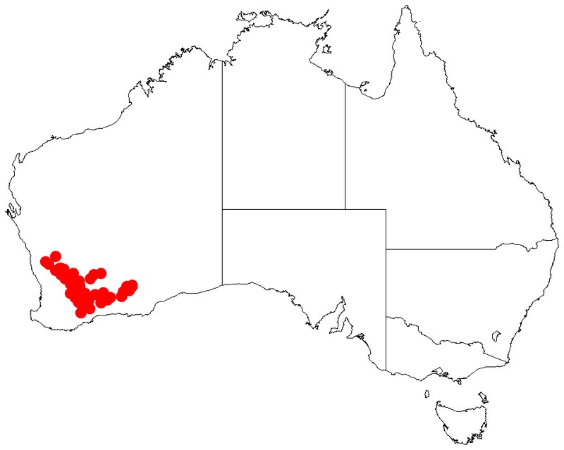 Acacia dissona