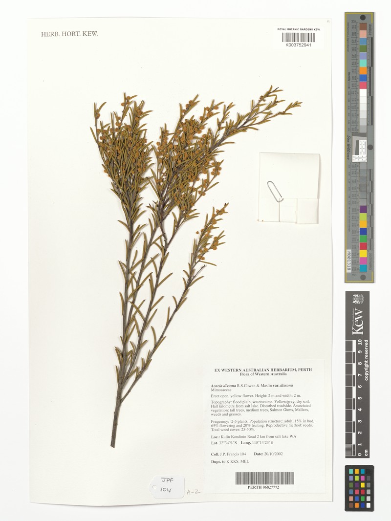 Acacia dissona var. dissona