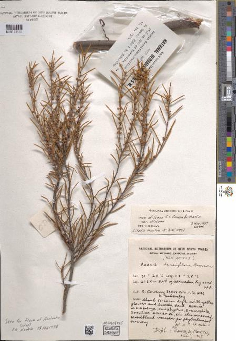 Acacia dissona var. dissona photo 2