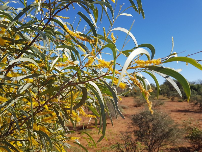 Acacia distans photo 3