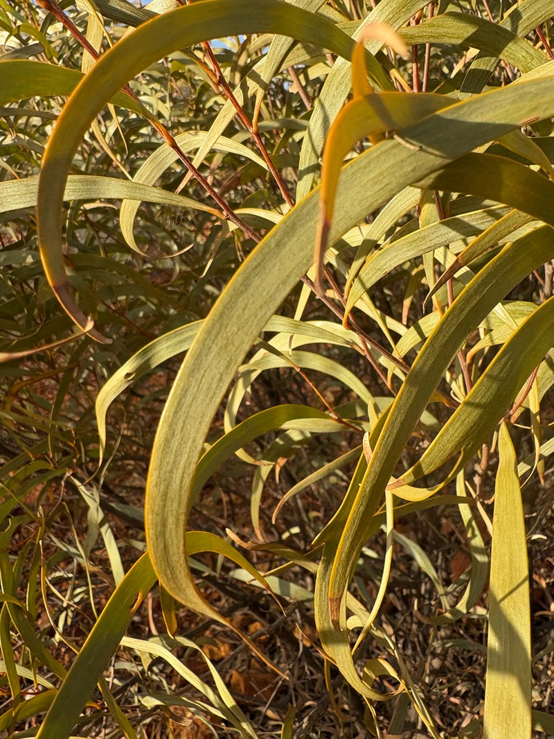 Acacia distans photo 4