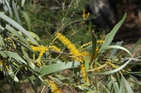 Acacia distans