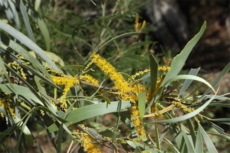 Acacia distans