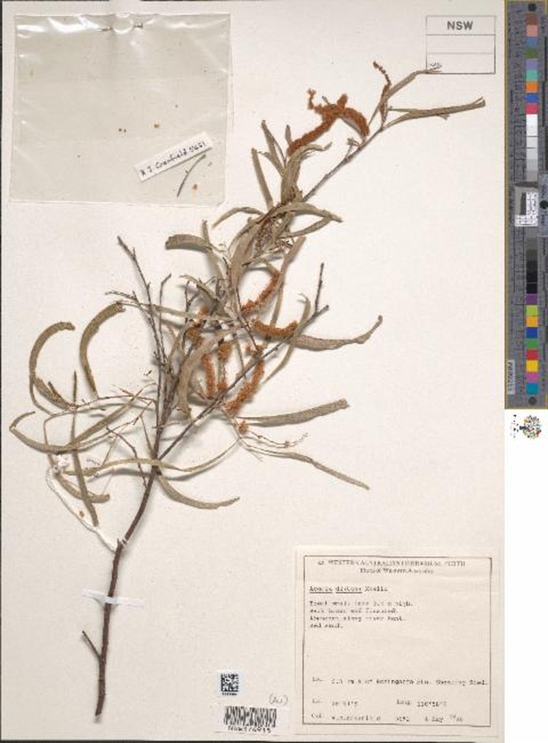 Acacia distans photo 2