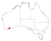 Acacia disticha