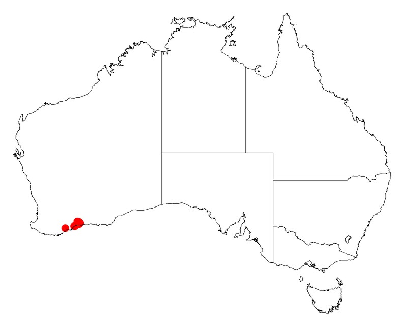 Acacia disticha